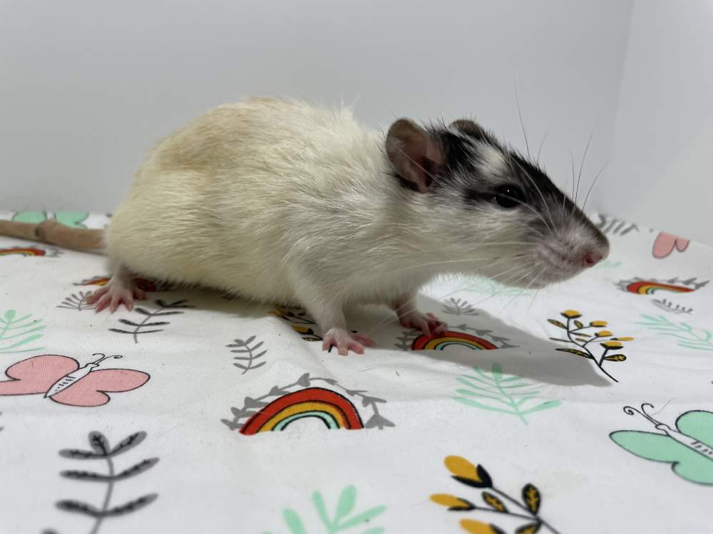 Fancy rat Breeder Rattus norvegicus 