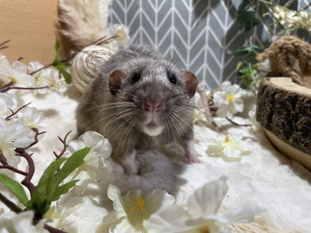 Fancy rat Deceased Rattus norvegicus 