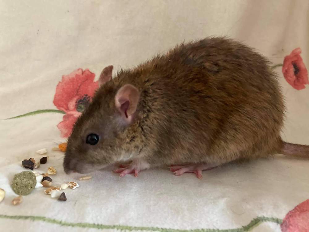 Fancy rat Deceased Rattus norvegicus 