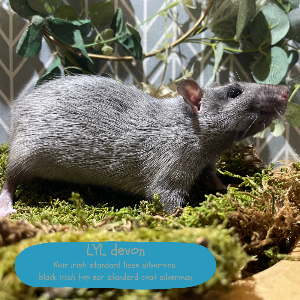 Fancy rat Available for rehoming Rattus norvegicus 