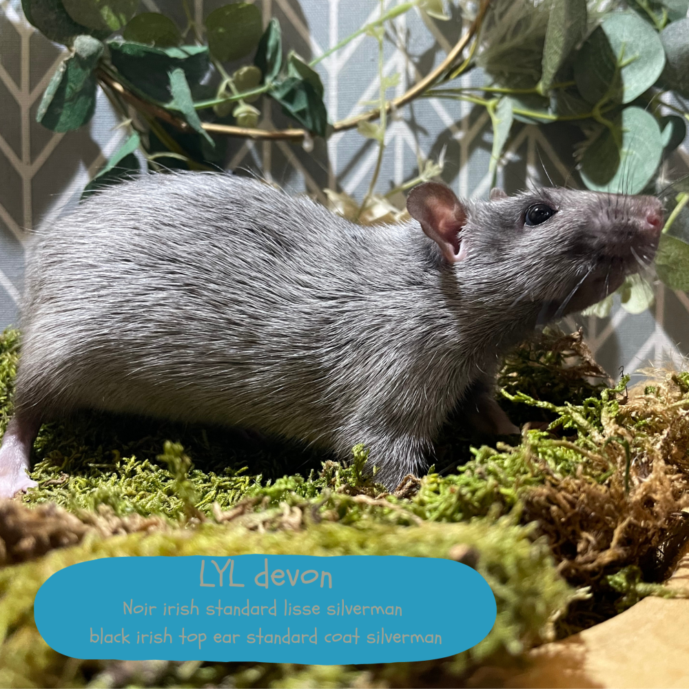 Fancy rat Wild (Observed) Rattus norvegicus 