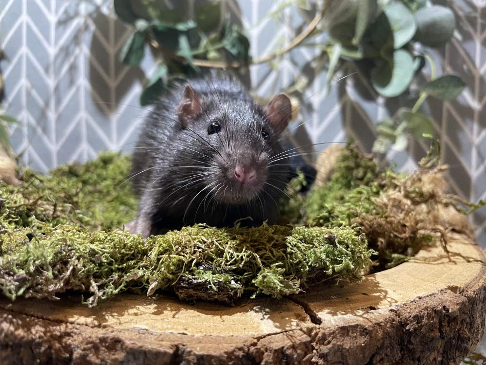 Fancy rat Available for rehoming Rattus norvegicus 