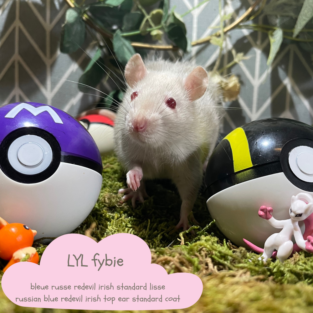 Fancy rat Available for rehoming Rattus norvegicus 