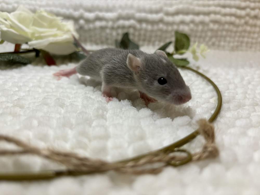 Fancy rat Pet only Rattus norvegicus 