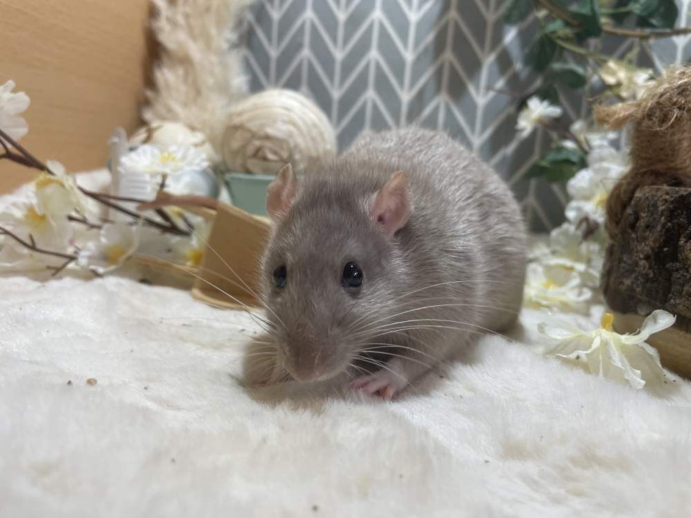 Fancy rat Deceased Rattus norvegicus 