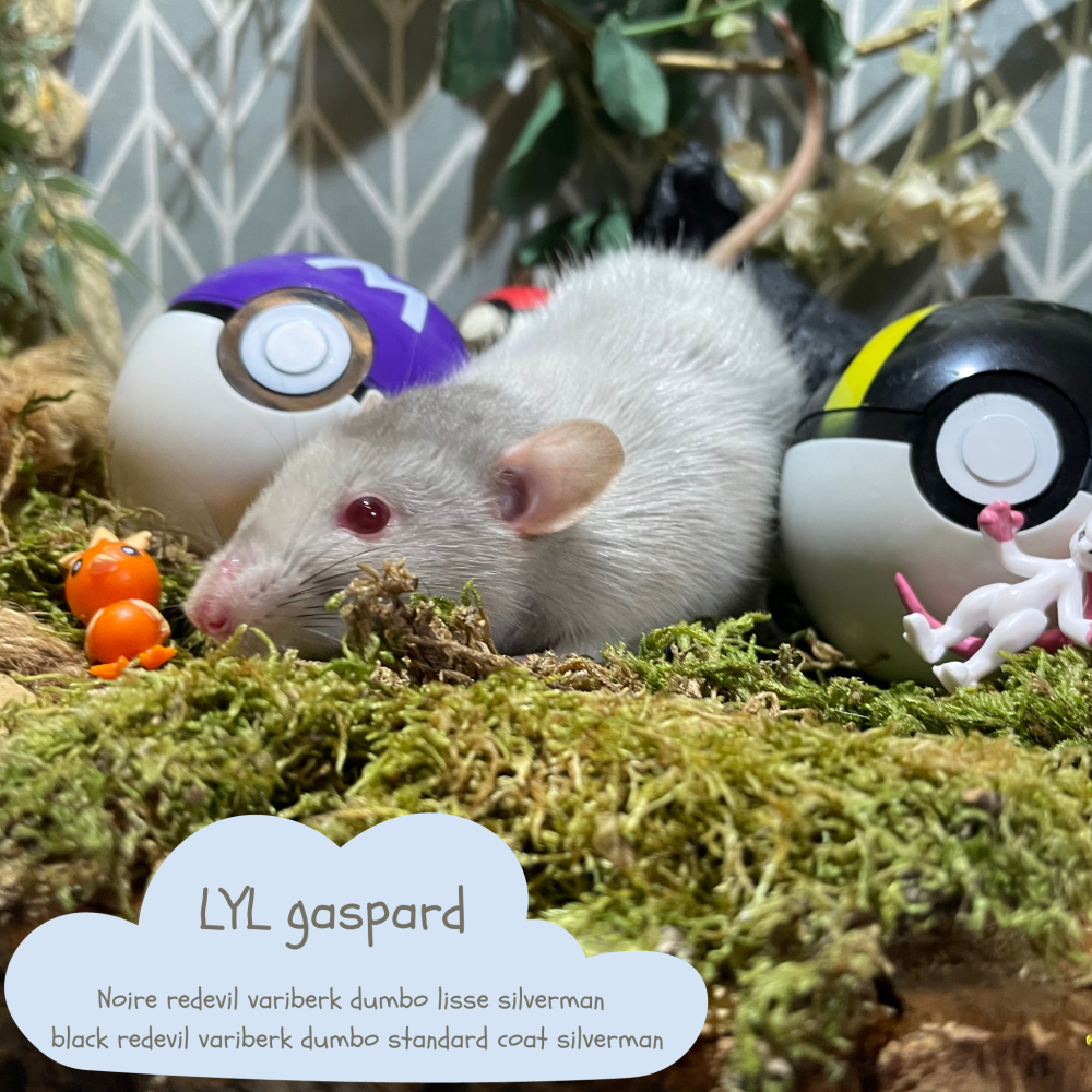 Fancy rat Pet only Rattus norvegicus 