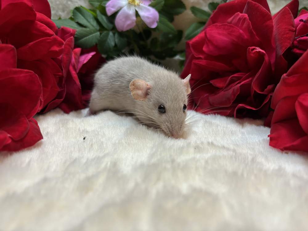 Fancy rat Available for rehoming Rattus norvegicus 