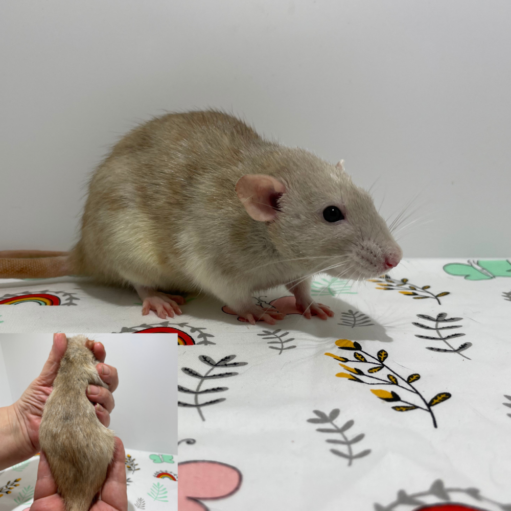 Fancy rat Breeder Rattus norvegicus 