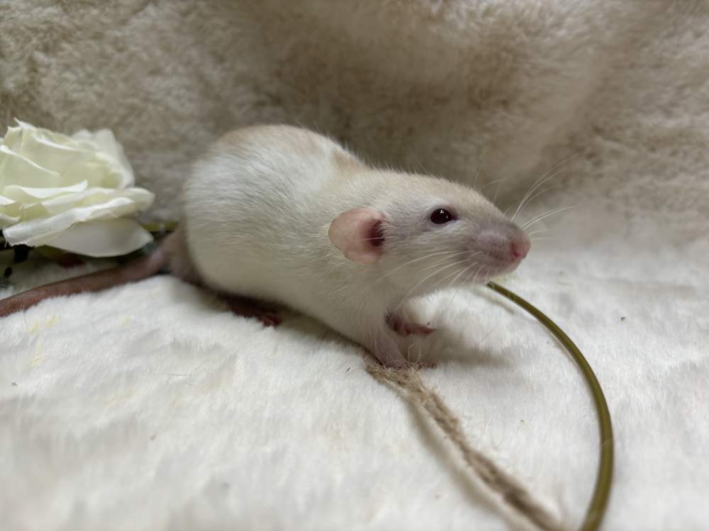 Fancy rat Breeder Rattus norvegicus 