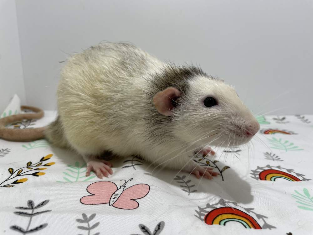 Fancy rat Breeder Rattus norvegicus 