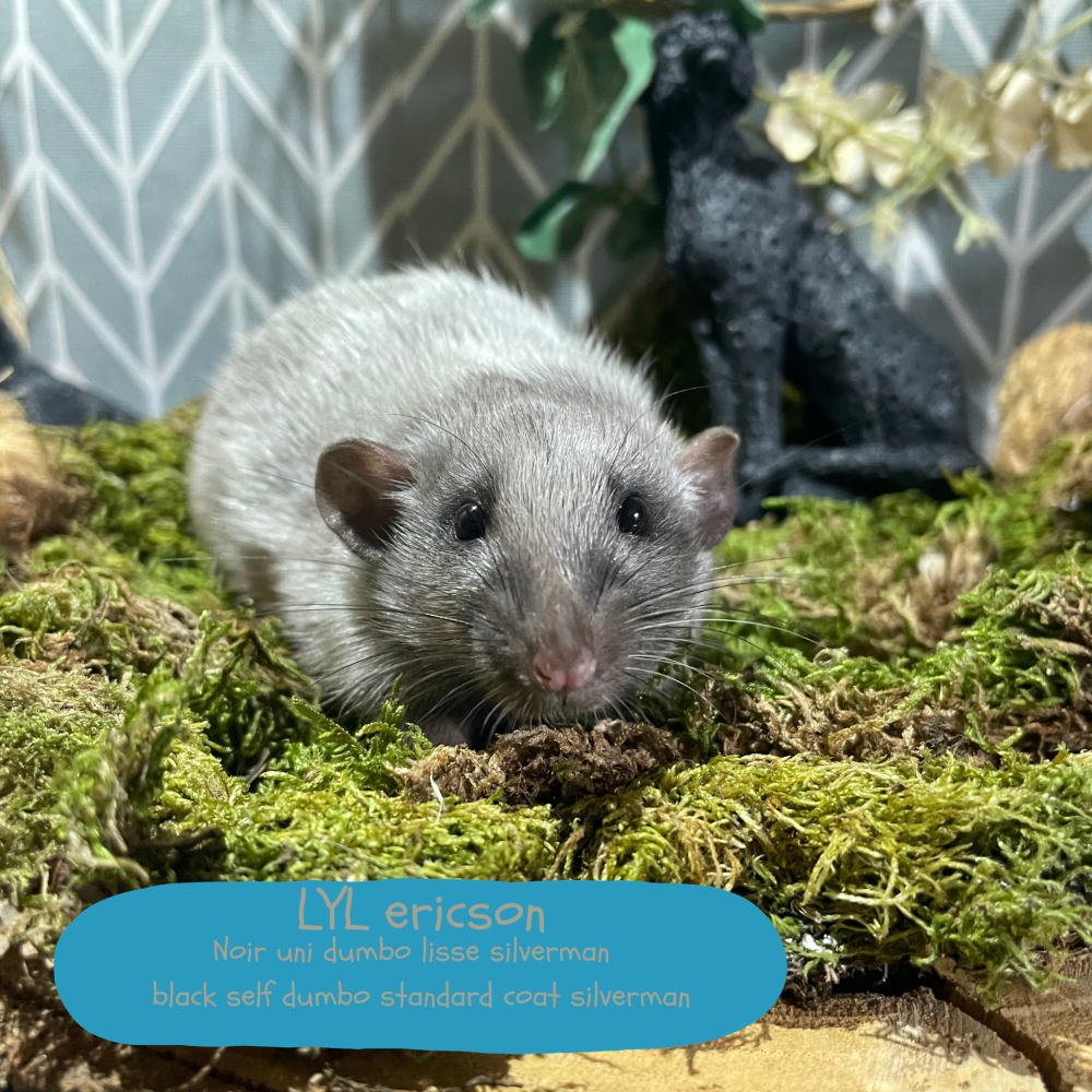 Fancy rat Pet only Rattus norvegicus 