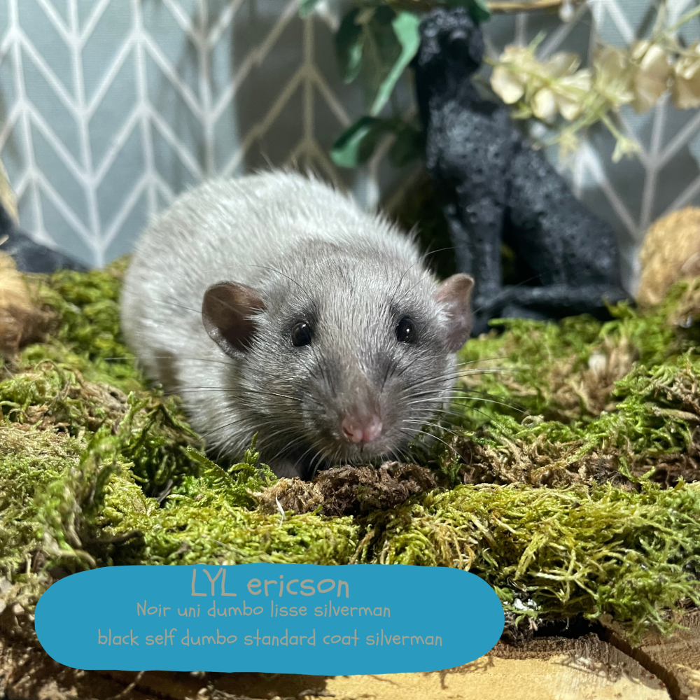 Fancy rat Available for rehoming Rattus norvegicus 