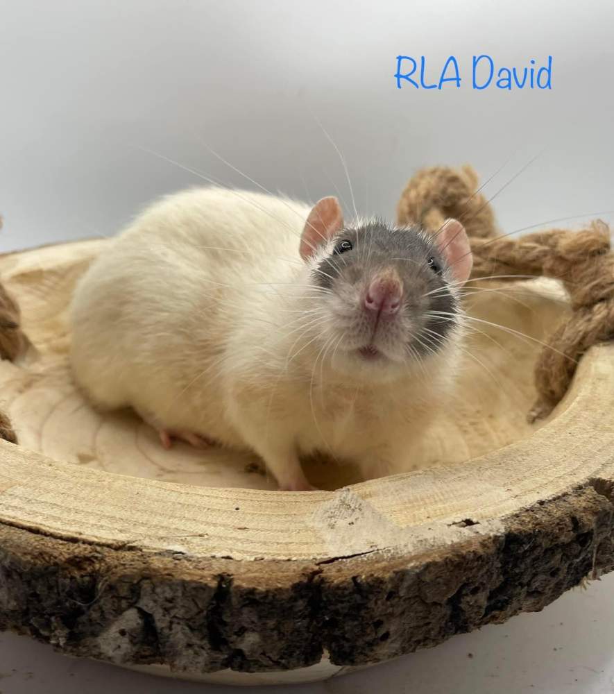 Fancy rat Deceased Rattus norvegicus 