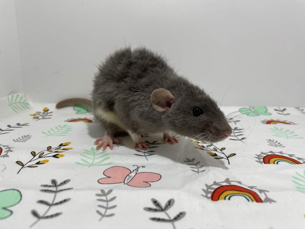 Fancy rat Breeder Rattus norvegicus 