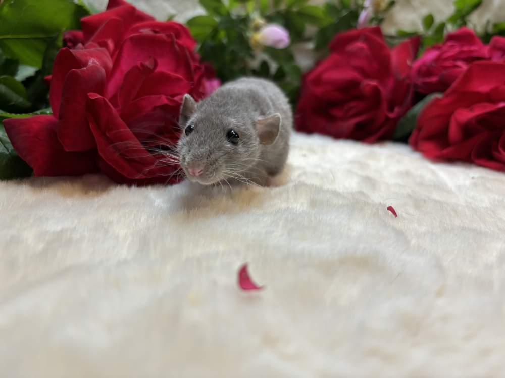 Fancy rat Show animal Rattus norvegicus 