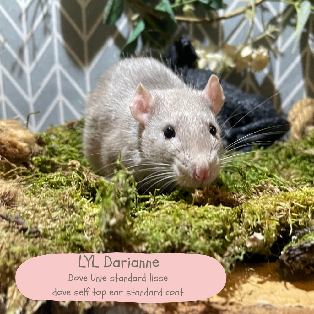 Fancy rat Available for rehoming Rattus norvegicus 