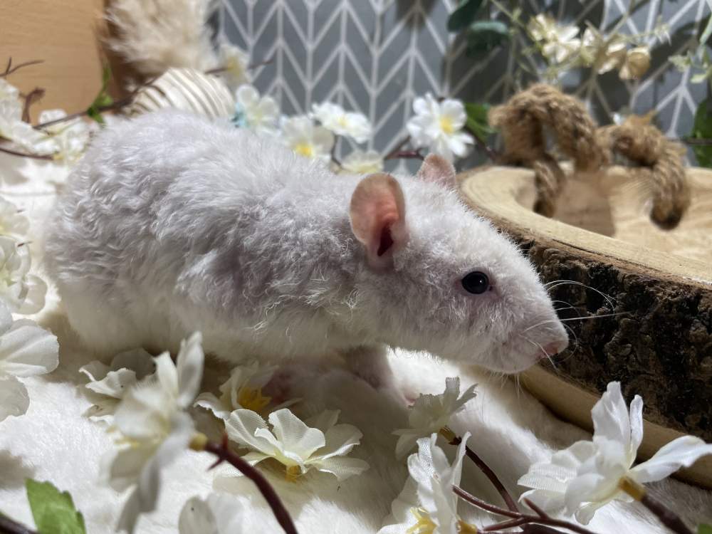 Fancy rat Retired Rattus norvegicus 