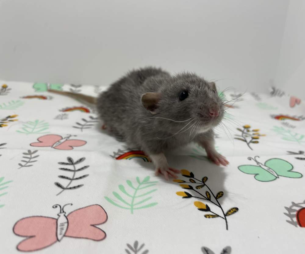 Fancy rat Deceased Rattus norvegicus 