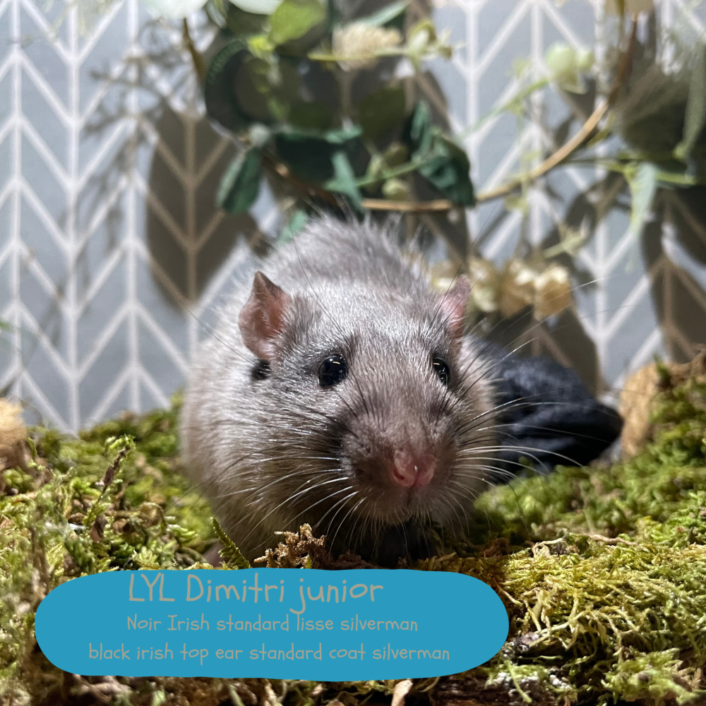 Fancy rat Breeder Rattus norvegicus 