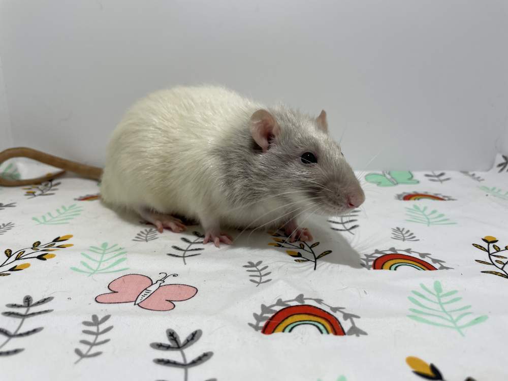 Fancy rat Pet only Rattus norvegicus 