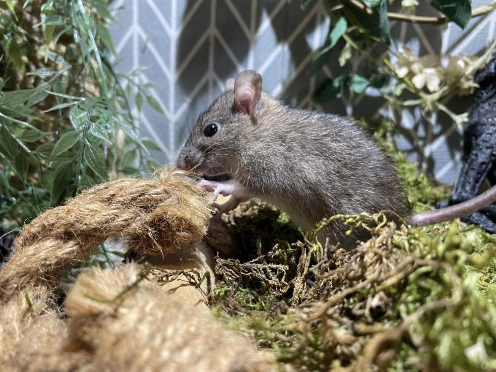 Fancy rat Retired Rattus norvegicus 