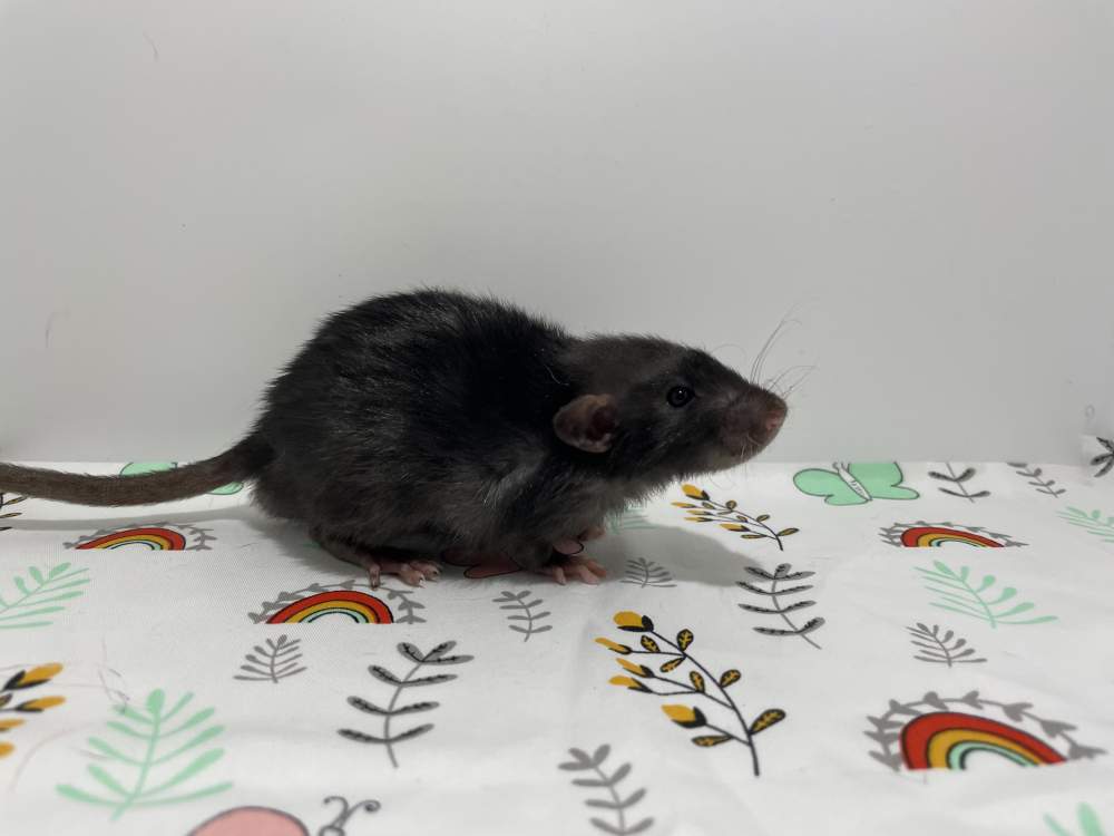 Fancy rat Pet only Rattus norvegicus 