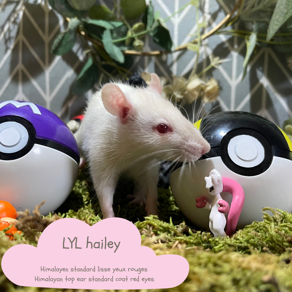 Fancy rat Available for rehoming Rattus norvegicus 