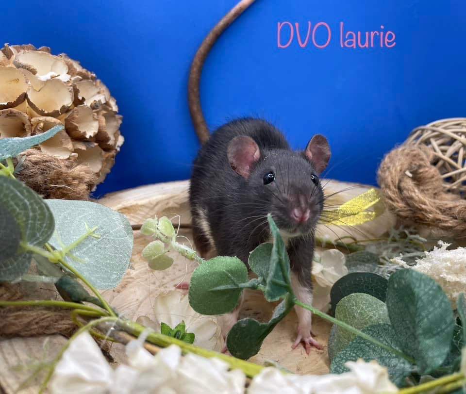 Fancy rat Deceased Rattus norvegicus 