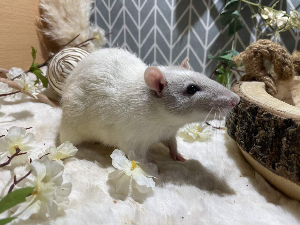 Fancy rat Breeder Rattus norvegicus 