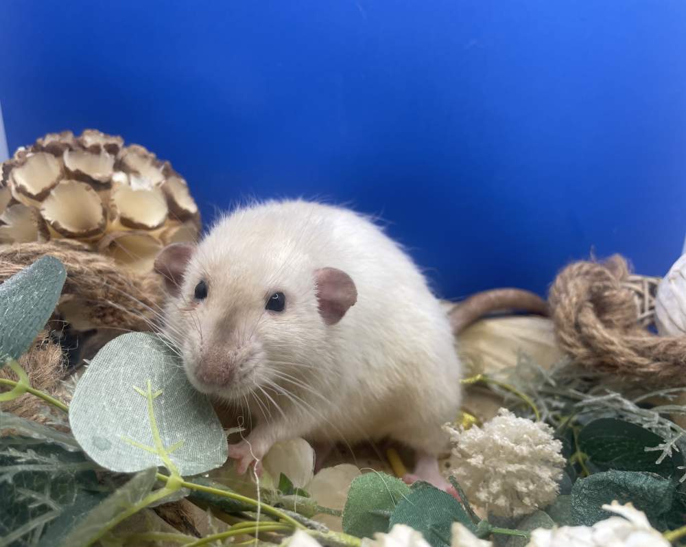 Fancy rat Deceased Rattus norvegicus 