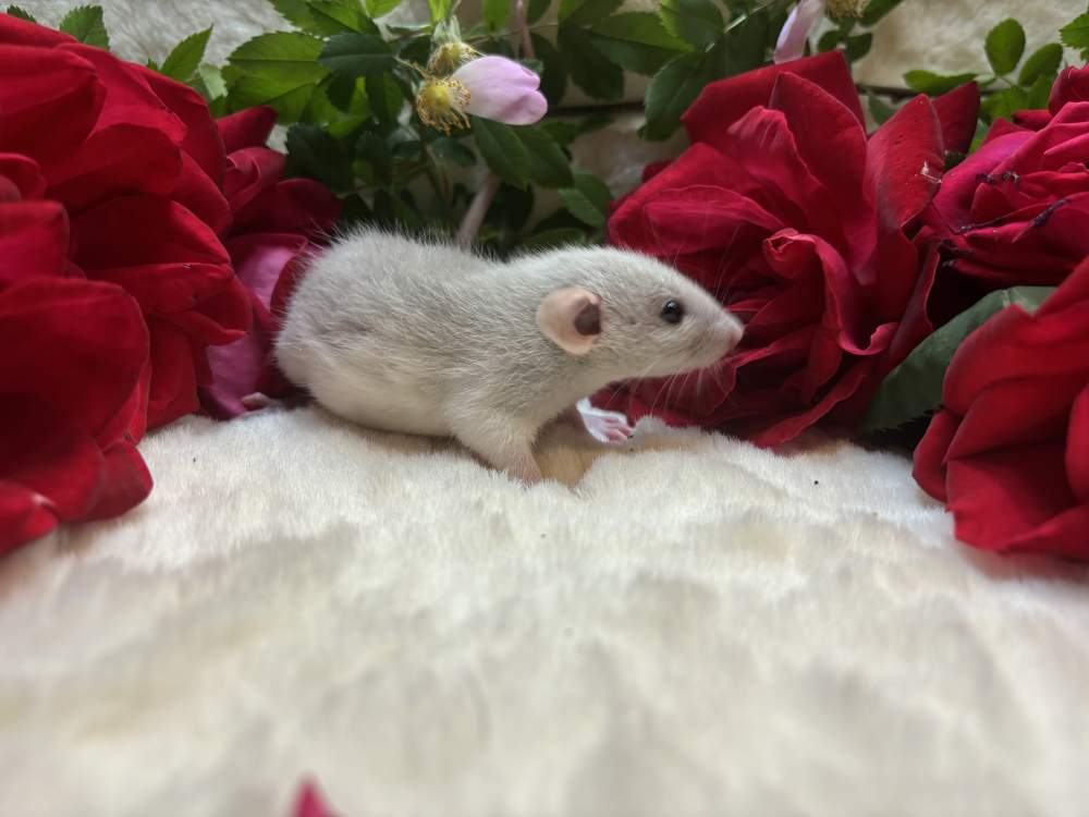 Fancy rat Breeder Rattus norvegicus 