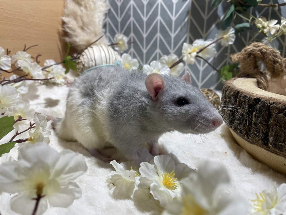 Fancy rat Deceased Rattus norvegicus 