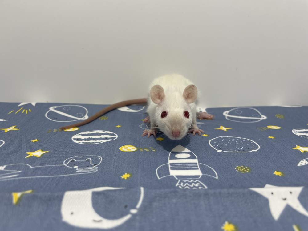 Fancy rat Breeder Rattus norvegicus 
