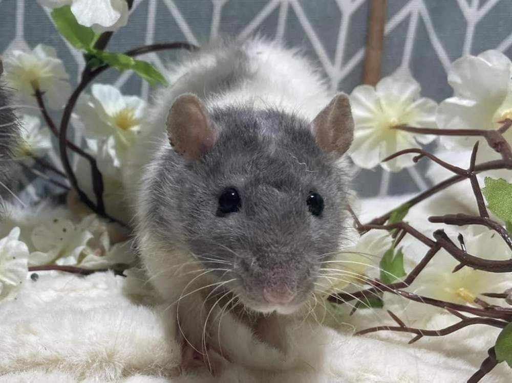 Fancy rat Retired Rattus norvegicus 