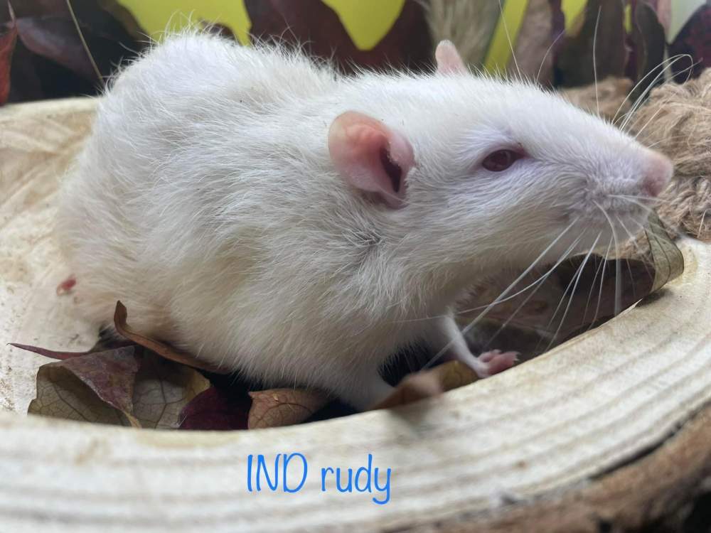 Fancy rat Deceased Rattus norvegicus 