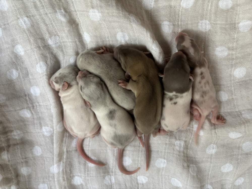 Fancy rat Pet only Rattus norvegicus 