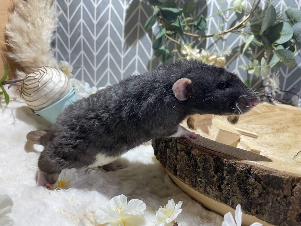 Fancy rat Pet only Rattus norvegicus 