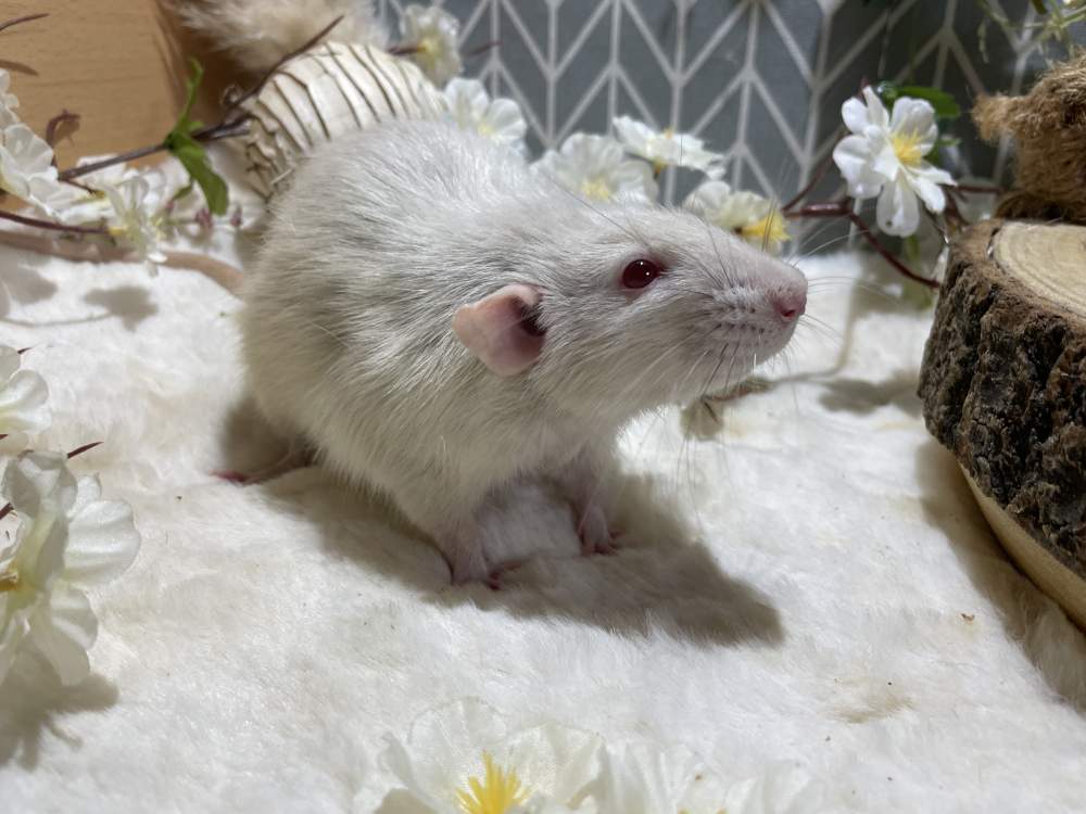 Fancy rat Deceased Rattus norvegicus 