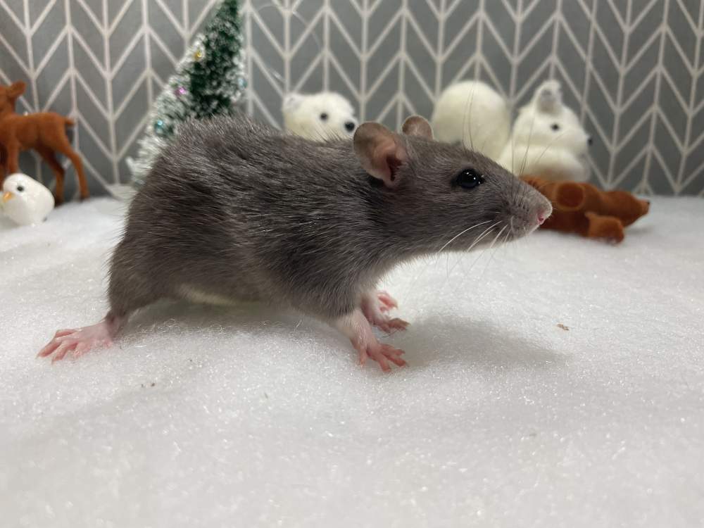 Fancy rat Pet only Rattus norvegicus 