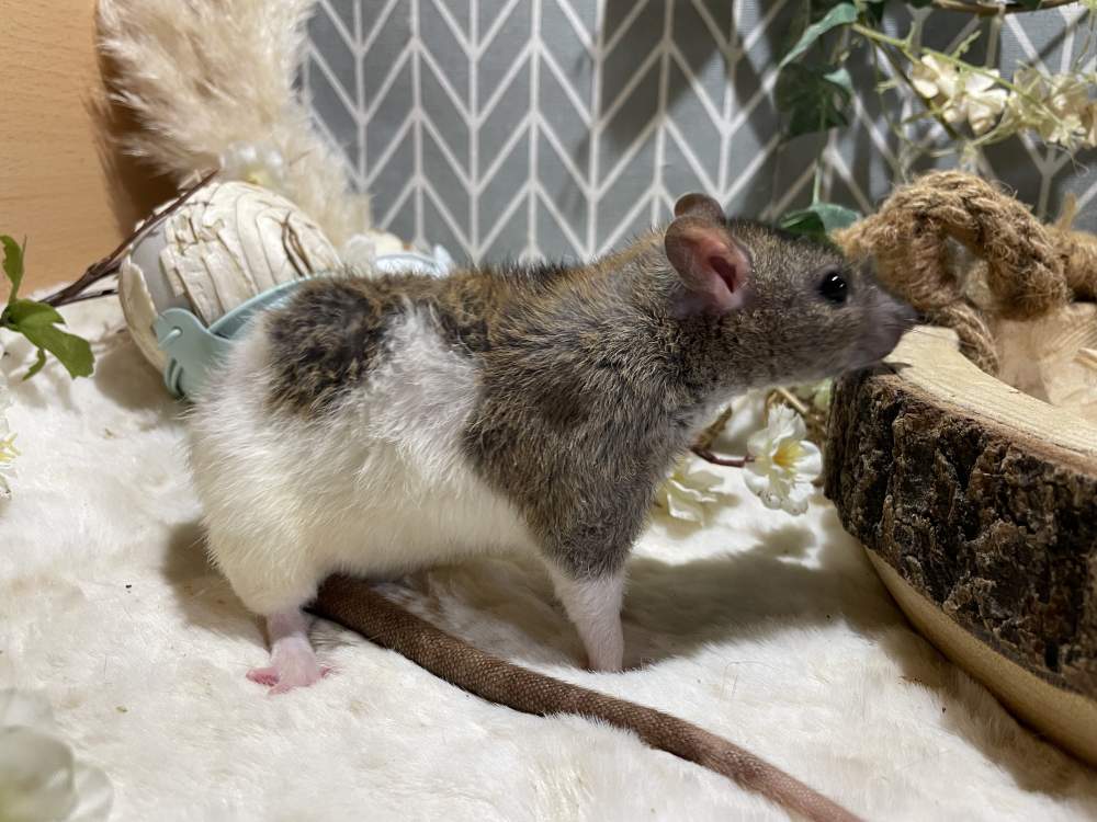 Fancy rat Pet only Rattus norvegicus 