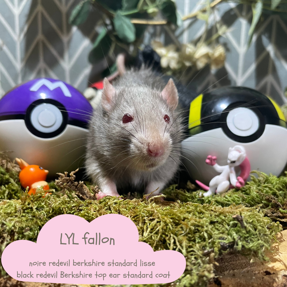 Fancy rat Available for rehoming Rattus norvegicus 
