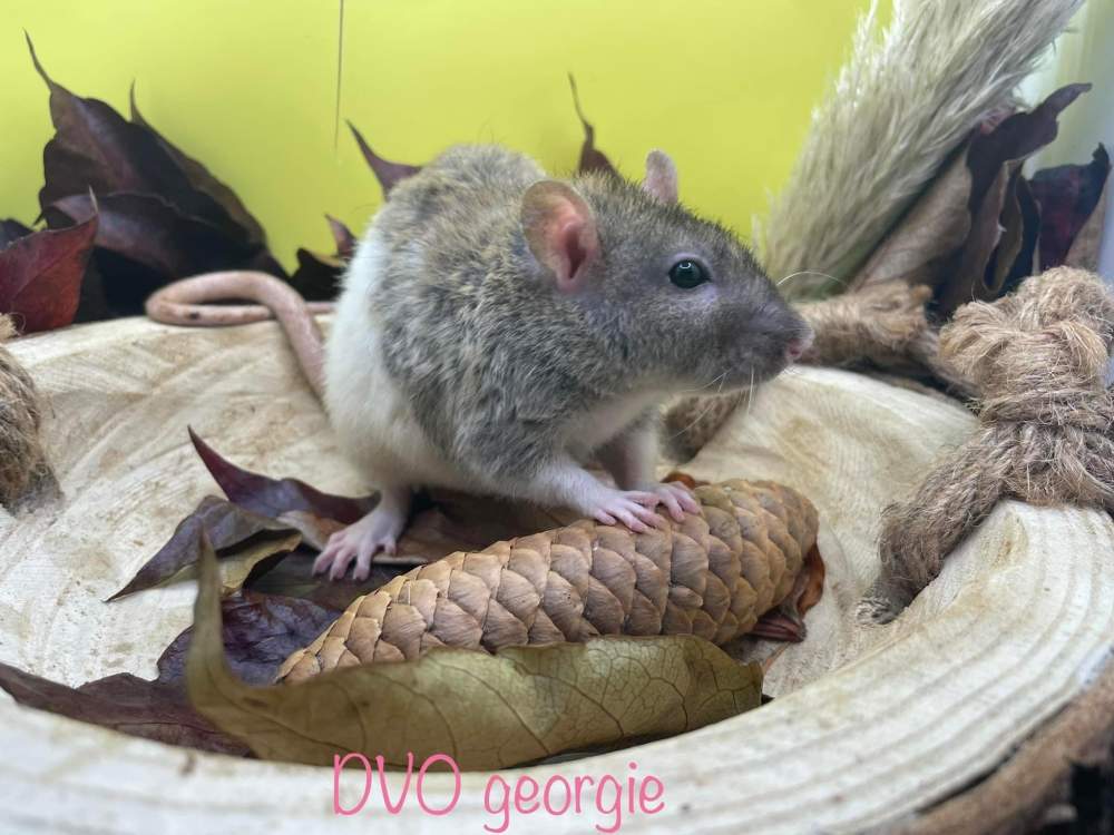 Fancy rat Deceased Rattus norvegicus 