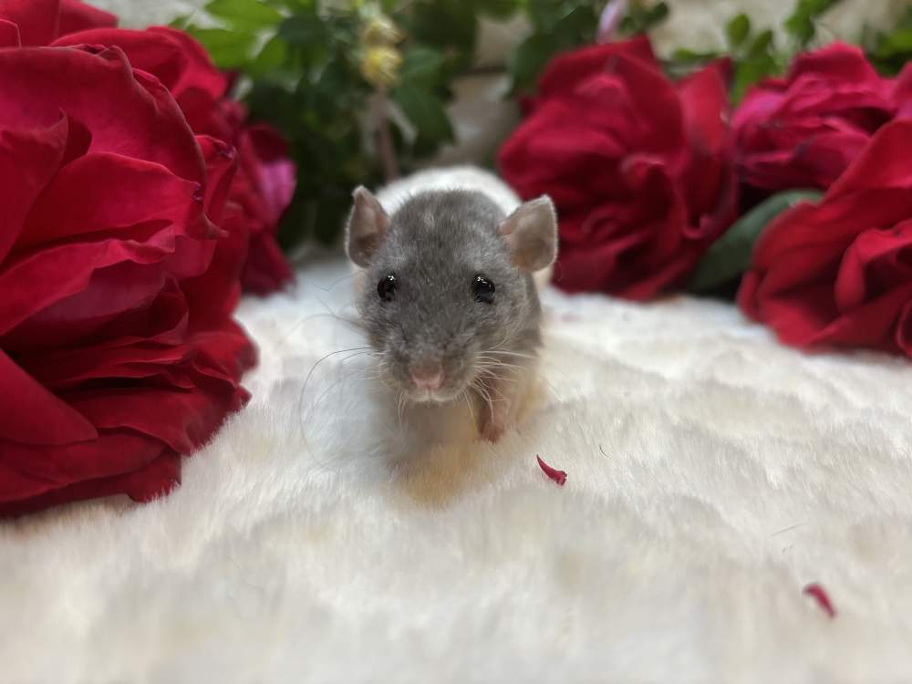 Fancy rat Pet only Rattus norvegicus 