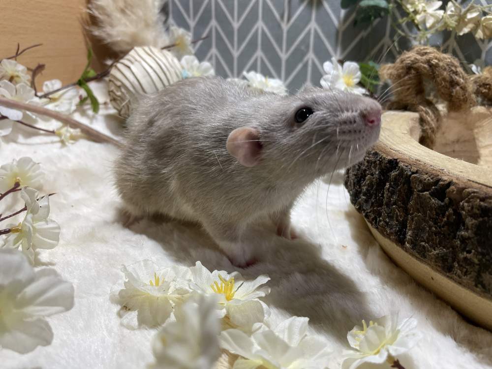 Fancy rat Breeder Rattus norvegicus 