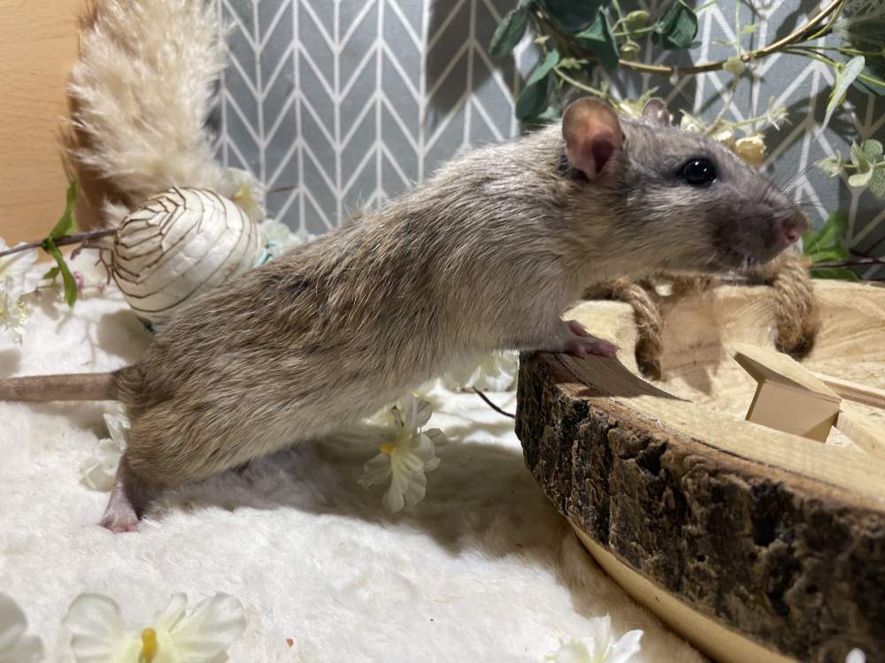 Fancy rat Breeder Rattus norvegicus 