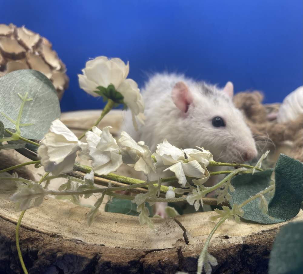 Fancy rat Deceased Rattus norvegicus 