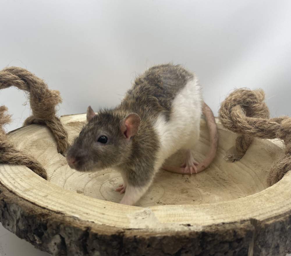 Fancy rat Pet only Rattus norvegicus 