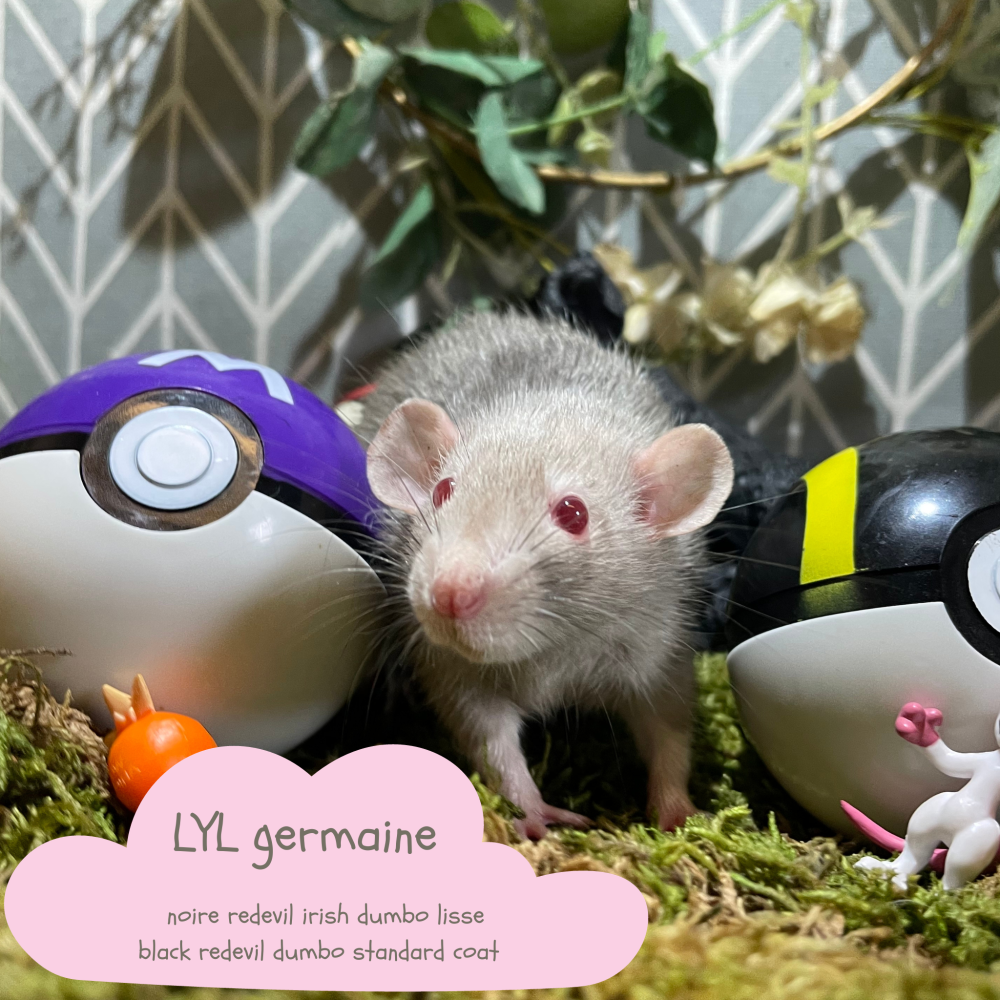 Fancy rat Available for rehoming Rattus norvegicus 