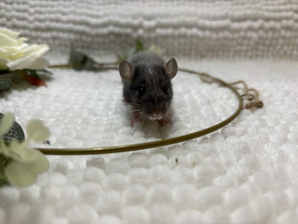 Fancy rat Pet only Rattus norvegicus 