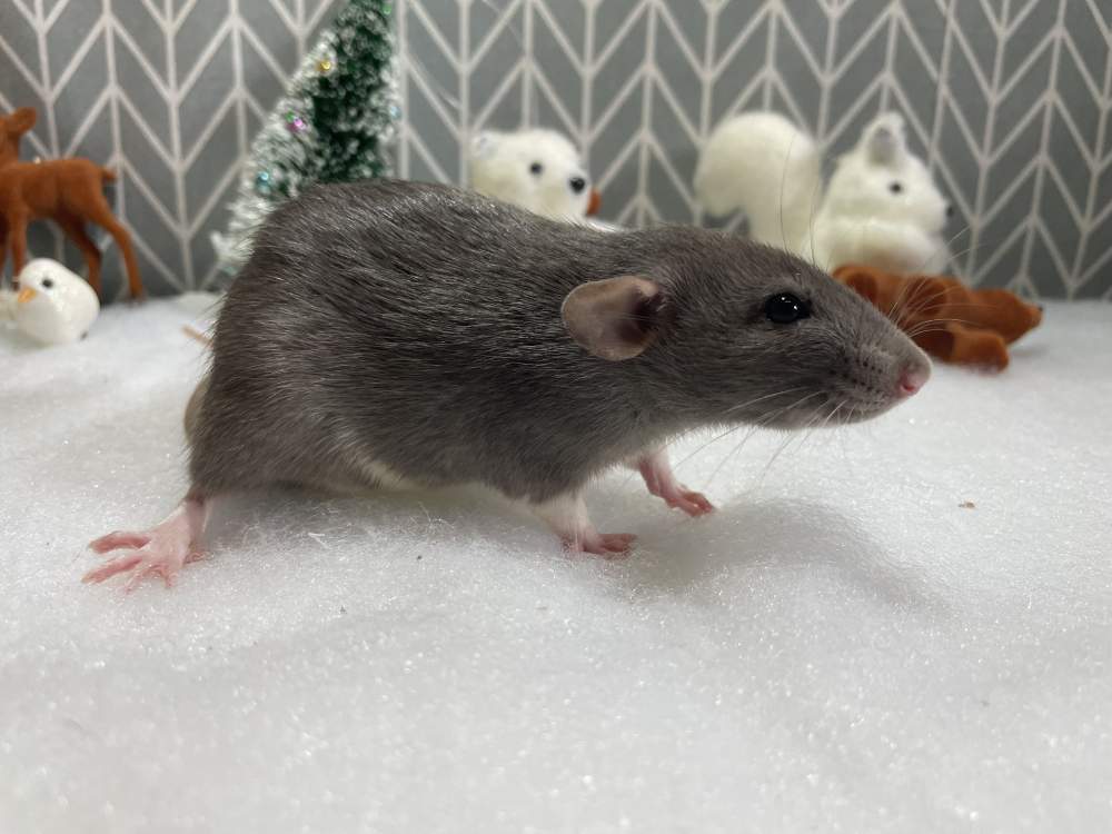 Fancy rat Pet only Rattus norvegicus 